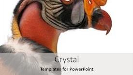  Presentation with king - Beautiful PPT theme featuring close-up-of-king-vulture backdrop and a light gray colored foreground