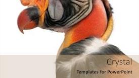  Presentation with king - Colorful theme enhanced with close-up-of-king-vulture backdrop and a coral colored foreground