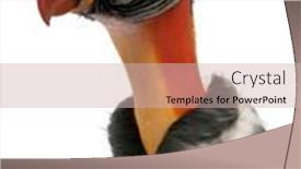  Presentation with king - Theme featuring close-up-of-king-vulture background and a soft green colored foreground