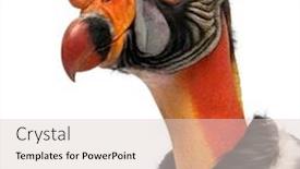  Presentation with tamil king - Beautiful slides featuring close-up-of-king-vulture backdrop and a lemonade colored foreground