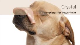  Presentation with nose - Amazing PPT theme having close-up of labrador retriever 2 years old with mortadella on his nose in front of white background backdrop and a coral colored foreground