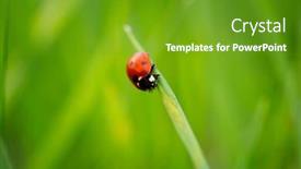 Presentation with ladybug - Audience pleasing PPT theme consisting of close-up-of-ladybug backdrop and a tawny brown colored foreground