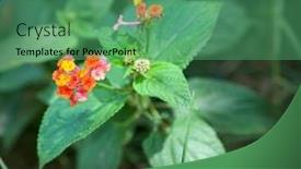  Presentation with flower - Audience pleasing presentation consisting of close-up-of-lantana-camara backdrop and a ocean colored foreground