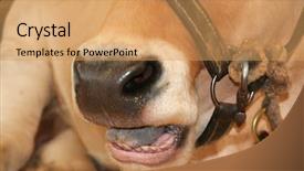  Presentation with bull cart - Slide set featuring close up of large bull background and a yellow colored foreground