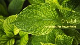  Presentation with villa - Beautiful slides featuring close-up of leaves villa cimbrone ravello province of salerno campania italy backdrop and a tawny brown colored foreground