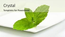  Presentation with lemon - Audience pleasing slide deck consisting of close up of lemon balm leaves on white square plate backdrop and a soft green colored foreground
