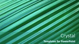  Presentation with patterns - Slides consisting of close-up-of-licuala-grandis background and a  colored foreground