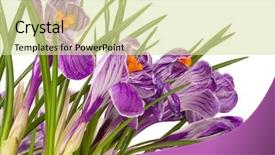  Presentation with dew - Presentation design having close-up of lilac spring crocus cover by dew over white background background and a soft green colored foreground