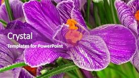  Presentation with dew - Presentation theme having close-up of lilac spring crocus cover by dew background and a purple colored foreground