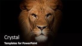  Presentation with lion - PPT layouts with close-up-of-lion-panthera background and a black colored foreground