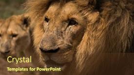  Presentation with safari - PPT theme consisting of close-up-of-lion background and a tawny brown colored foreground
