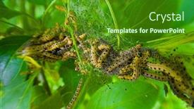  Presentation with moth - Beautiful theme featuring close-up-of-littel-ermine backdrop and a forest green colored foreground