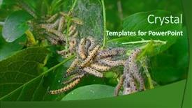  Presentation with moth - PPT layouts with close-up-of-littel-ermine background and a forest green colored foreground