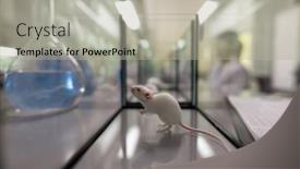 Presentation with laboratory mouse - Beautiful PPT theme featuring close-up-of-little-white backdrop and a light gray colored foreground