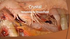  Presentation with live - Slide set having close up of live shrimp background and a  colored foreground