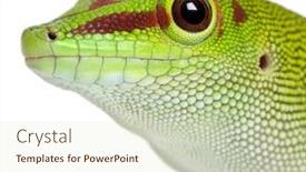  Presentation with old - Colorful slide set enhanced with close-up-of-madagascar-day backdrop and a soft green colored foreground