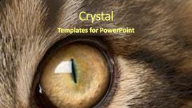  Presentation with maine - Slide deck featuring close-up of maine coon' background and a tawny brown colored foreground