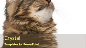  Presentation with maine - Slides consisting of close-up of maine coon 7 months old looking up in front of white background background and a tawny brown colored foreground