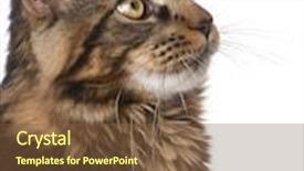  Presentation with maine - PPT theme with close-up of maine coon 7 months old looking up in front of white background background and a tawny brown colored foreground