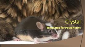  Presentation with maine - Amazing theme having close-up of maine coon and mouse 7 months old sitting in front of white background backdrop and a tawny brown colored foreground