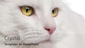  Presentation with maine - Presentation theme enhanced with close-up-of-maine-coon background and a light gray colored foreground