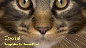  Presentation with maine - Presentation design consisting of close-up of maine coon's face with whiskers 7 months old background and a tawny brown colored foreground