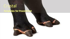  Presentation with feet - Presentation design with close-up-of-malayan-tapir background and a tawny brown colored foreground