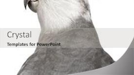  Presentation with background - Beautiful PPT theme featuring close-up-of-male-cockatiel backdrop and a light gray colored foreground