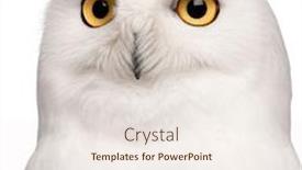  Presentation with old - Theme with close-up-of-male-snowy background and a sky blue colored foreground