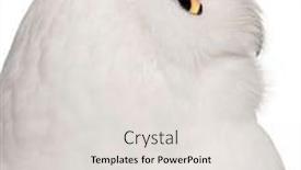  Presentation with cartoon owl - PPT theme featuring close-up-of-male-snowy background and a light gray colored foreground