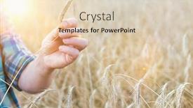  Presentation with crop - PPT theme featuring close up of mature farmer showing wheat crop in field with yellow lens flare in background background and a lemonade colored foreground