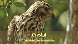  Presentation with newspaper headlines close up - PPT theme enhanced with close-up of merlin falco background and a tawny brown colored foreground