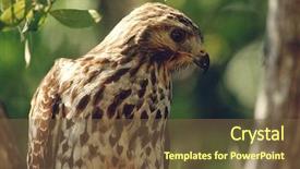  Presentation with cosmetic surgery close up - Beautiful presentation design featuring close-up of merlin falco backdrop and a tawny brown colored foreground