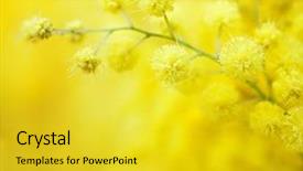  Presentation with flowers border - Colorful slide deck enhanced with close-up of mimosas yellow backdrop and a yellow colored foreground