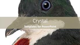  Presentation with heart - Slide deck consisting of close-up-of-mindanao-bleeding background and a mint green colored foreground