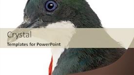  Presentation with heart - Beautiful theme featuring close-up-of-mindanao-bleeding backdrop and a soft green colored foreground