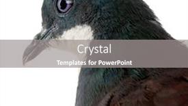  Presentation with heart - PPT layouts with close-up-of-mindanao-bleeding background and a gray colored foreground