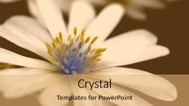  Presentation with duo - PPT theme enhanced with close up of miniature flower in duo tone of brown and blue background and a yellow colored foreground