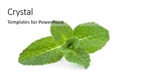  Presentation with mint - Beautiful presentation theme featuring close up of mint leaves backdrop and a  colored foreground