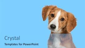  Presentation with puppy - Slide set having close-up-of-mixed-breed background and a light blue colored foreground