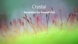  Presentation with moss - Slides featuring close-up-of-moss background and a gray colored foreground