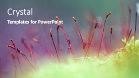  Presentation with moss - Slides with close-up-of-moss background and a ocean colored foreground