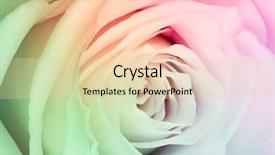  Presentation with multicolor - Audience pleasing presentation theme consisting of close up of multicolor rose backdrop and a lemonade colored foreground