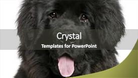  Presentation with newfoundland - Colorful PPT layouts enhanced with ergonomic mouse pad isolated on backdrop and a white colored foreground