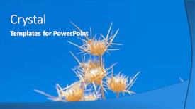  Presentation with plant - Cool new PPT theme with close-up-of-notobasis-syriaca backdrop and a gray colored foreground