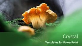  Presentation with mushroom - Slide deck with close-up-of-orange-chanterelle background and a forest green colored foreground