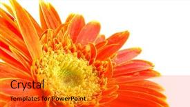  Presentation with daisy - Presentation design enhanced with close up of orange gerber daisy in isolated white background and a red colored foreground