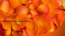  Presentation with blue rose - Presentation design enhanced with close-up-of-orange-rose background and a gold colored foreground