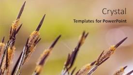  Presentation with cosmetic surgery close up - Theme consisting of close-up-of-orobinec-blooms background and a coral colored foreground