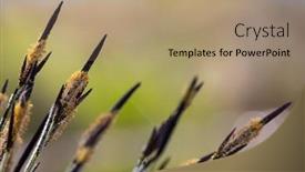  Presentation with close up of a brick - Presentation design with close-up-of-orobinec-blooms background and a coral colored foreground